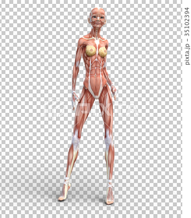 女性肌肉標本人體標本perming3DCG插圖素材 女性肌肉標本人體標本perming3DCG插圖素材 35102394