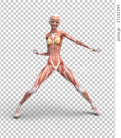 女性肌肉標本人體標本perming3DCG插圖素材 女性肌肉標本人體標本perming3DCG插圖素材 35102395