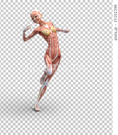 女性肌肉標本人體標本perming3DCG插圖素材 女性肌肉標本人體標本perming3DCG插圖素材 35102396