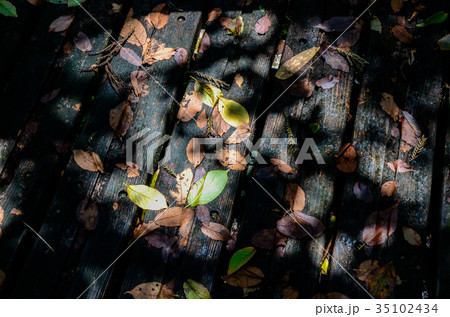 木の影 落ち葉 落葉 35102434