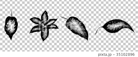 一部分的sumi繪畫Setfenbakia的葉子植物<內部的圖像> 35102896