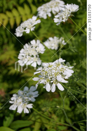 オルレア ホワイトレース の写真素材