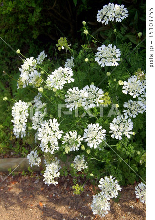 オルレア ‘ホワイトレース’ オルレア ‘ホワイトレース’ 35103755