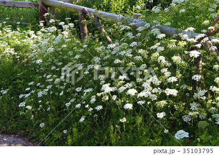 オルレア ‘ホワイトレース’ オルレア ‘ホワイトレース’ 35103795