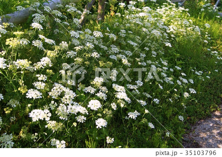 オルレア ‘ホワイトレース’ オルレア ‘ホワイトレース’ 35103796