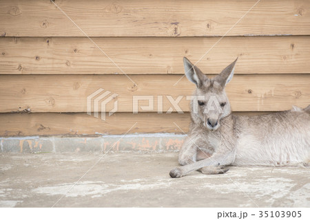 リラックスするかわいいハイイロカンガルーの写真素材