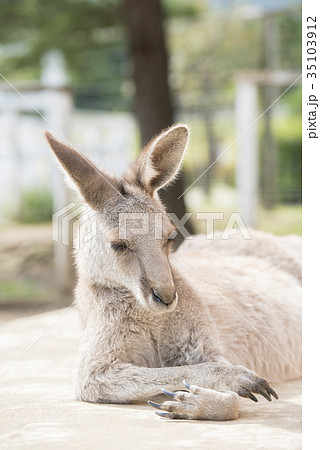 リラックスするかわいいハイイロカンガルー 35103912