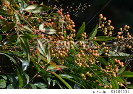 色づき始めた南天の実	 色づき始めた南天の実	 35104555