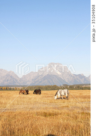 馬　草原にいる馬の群れ　 35104908