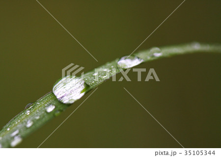 水滴 雫 しずく 雨のイメージ 水滴 雫 しずく 雨のイメージ 35105344