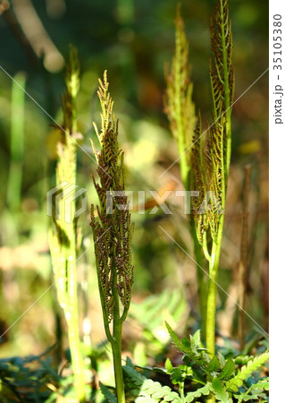 自然　羊歯　オオハナワラビ、暗めの林に生えますが木の葉が落ちる冬には日光浴ができるようです 35105380