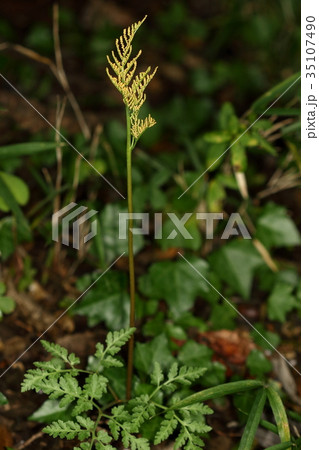 自然　羊歯　フユノハナワラビ、オオハナワラビに似ていますが葉の先があまり尖っていません 35107490