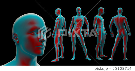 3D rendering illustration of the human anatomy 35108714