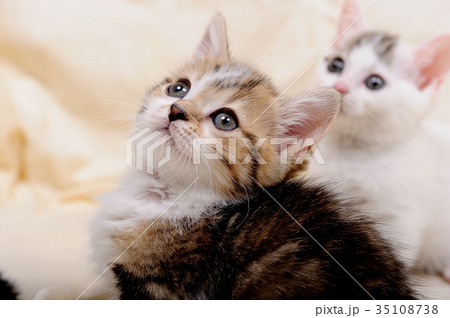 子猫（マンチカン） 35108738