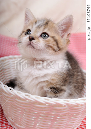 子猫（マンチカン） 35108746
