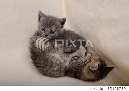 子猫（マンチカン） 35108789