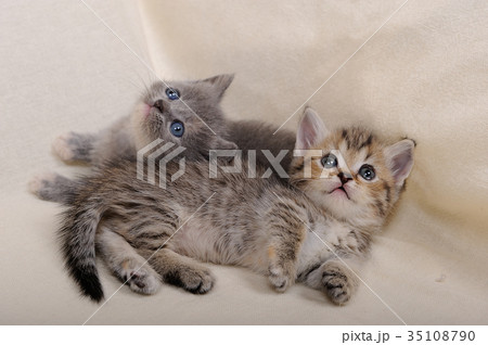 子猫(マンチカン) 子猫(マンチカン) 35108790