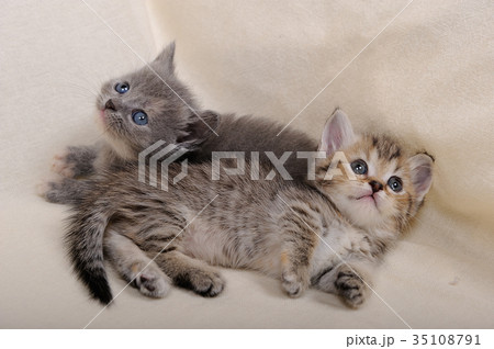 子猫(マンチカン) 子猫(マンチカン) 35108791