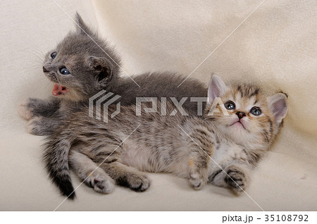 子猫（マンチカン） 35108792