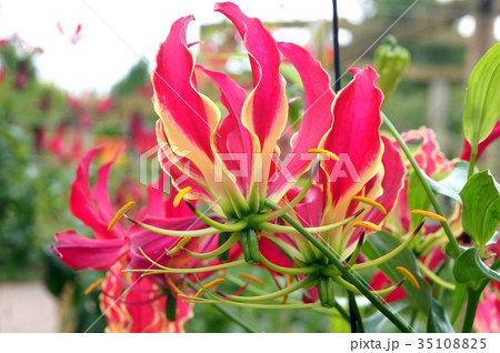 グロリオーサ：ロスチャイルディアナ 35108825