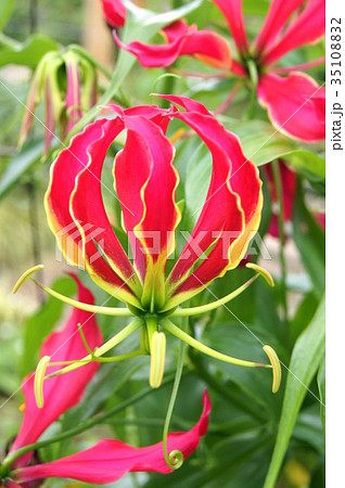 グロリオーサ：ロスチャイルディアナ 35108832