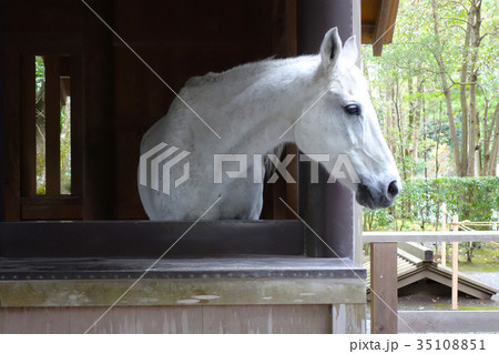 伊勢神宮 内宮 神馬 伊勢神宮 内宮 神馬 35108851