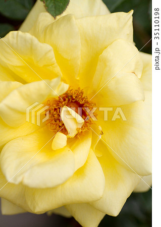 薔薇・ファルツァーゴールド 薔薇・ファルツァーゴールド 35110198