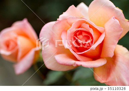 薔薇・ヘレン トローベル 35110326