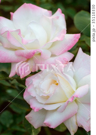 薔薇・夕霧 35110330