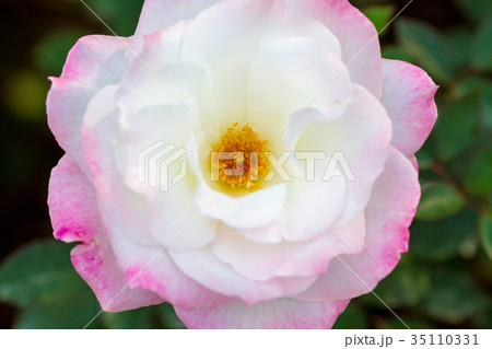 薔薇・夕霧 35110331