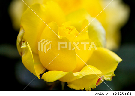 薔薇・星光 35110332