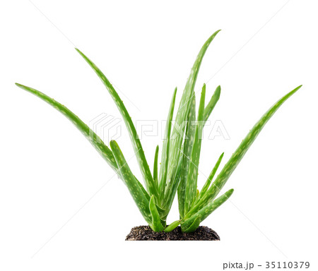 Aloe vera plant succulent with soil 35110379