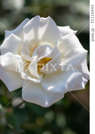 薔薇・銀世界 薔薇・銀世界 35110445