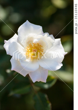 薔薇・銀世界 35110446