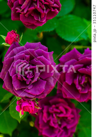 バラ・みかも 35110747