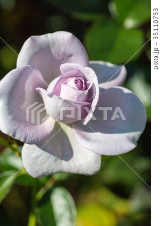薔薇・ブルー・バユー 薔薇・ブルー・バユー 35110753