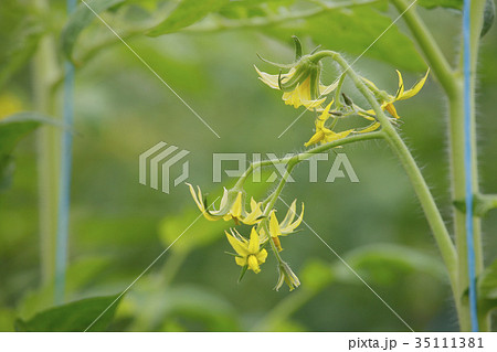 とまとの花 35111381