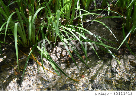 糺ノ森のせせらぎ 35111412