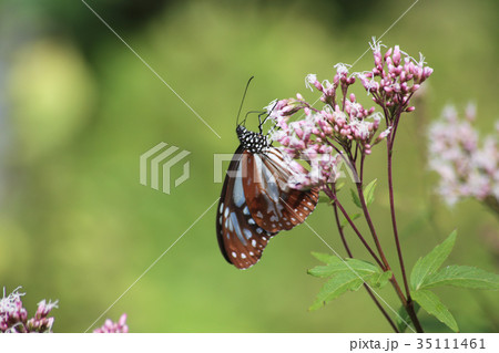 アサギマダラとフジバカマ 35111461