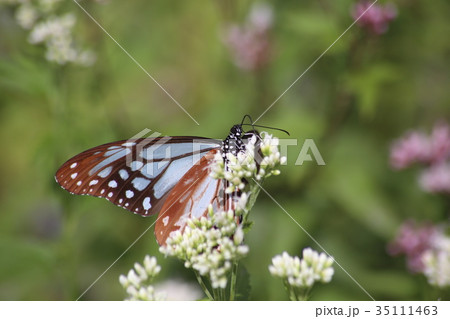 アサギマダラとフジバカマ 35111463