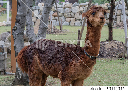 アルパカ 35111555