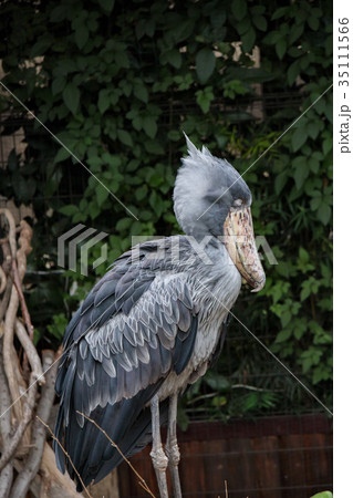 ハシビロコウ 35111566