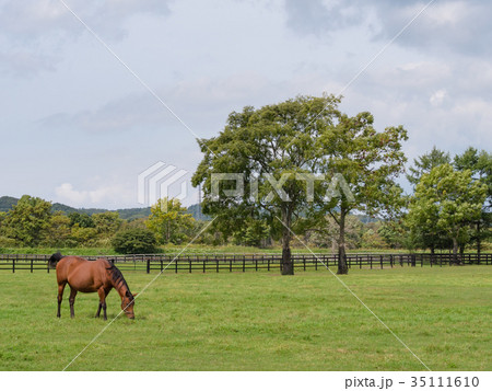 北海道 サラブレッド 競走馬 放牧風景 北海道 サラブレッド 競走馬 放牧風景 35111610