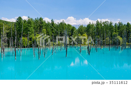 北海道 美瑛町 白金青い池 北海道 美瑛町 白金青い池 35111612
