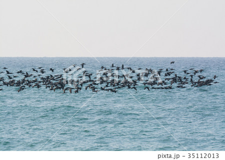 海鵜の群れ 海鵜の群れ 35112013