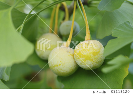 銀杏の実 35113120