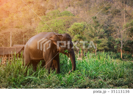 Asia Elephant in Thailand 35113136