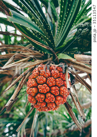 Beautiful tropical plant Pandanus tectorius (Hala, 35113547