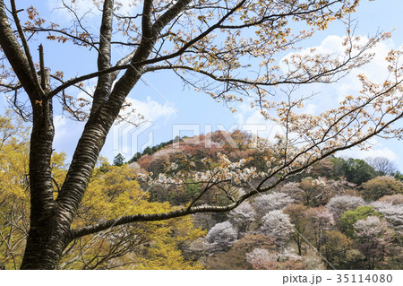 奈良県・吉野山の桜 奈良県・吉野山の桜 35114080