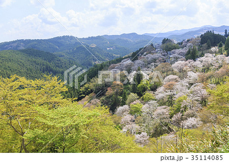 奈良県・吉野山の桜 35114085